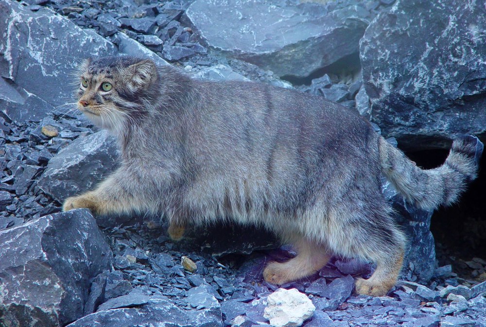 Кот Манул Таджикистане