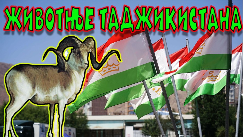 Животные на таджикском