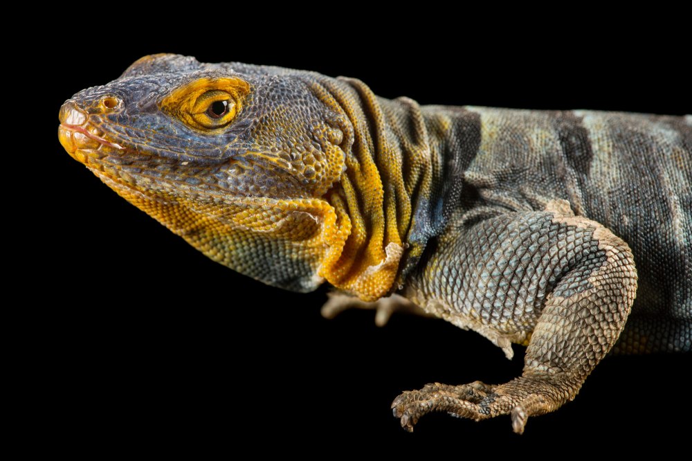 Игуана каменнаяBaja Blue Rock Lizard