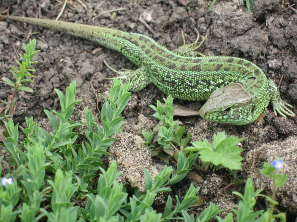 Королевская ящерица