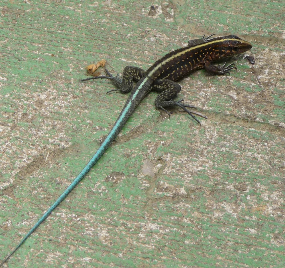Ameiva Corax ящерица отжимания