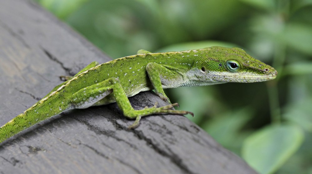 Green Anole Anolis carolinensis