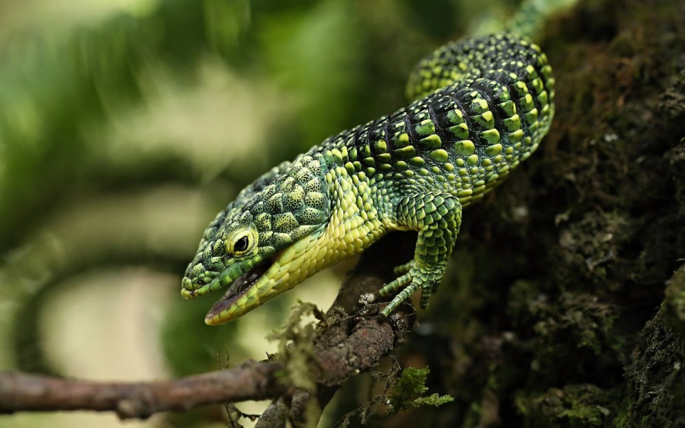 Abronia vasconcelosii