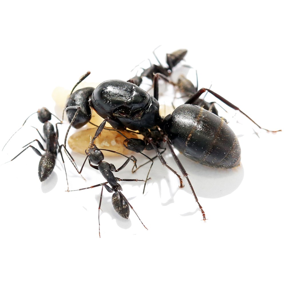 Муравьи Camponotus japonicus