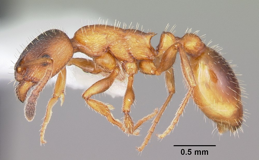 Leptothorax gredleri