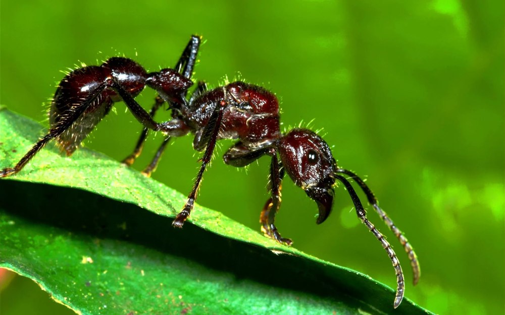 Paraponera clavata укус