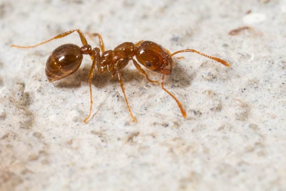 Красный Огненный муравей. Solenopsis Invicta