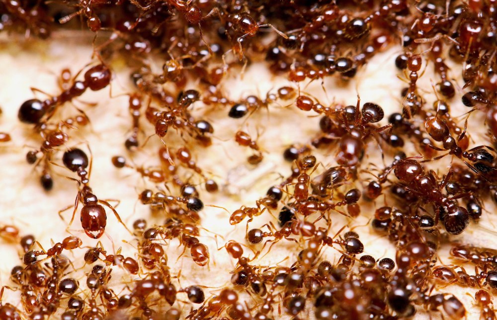 Red Imported Fire Ant