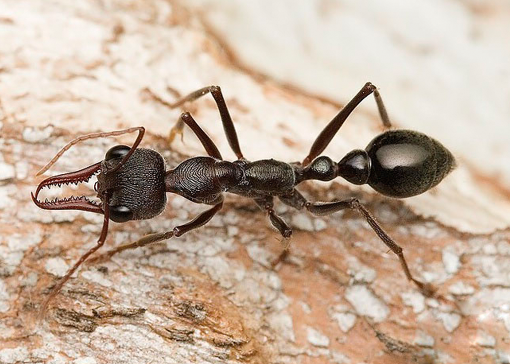 Муравьи Myrmecia pyriformis