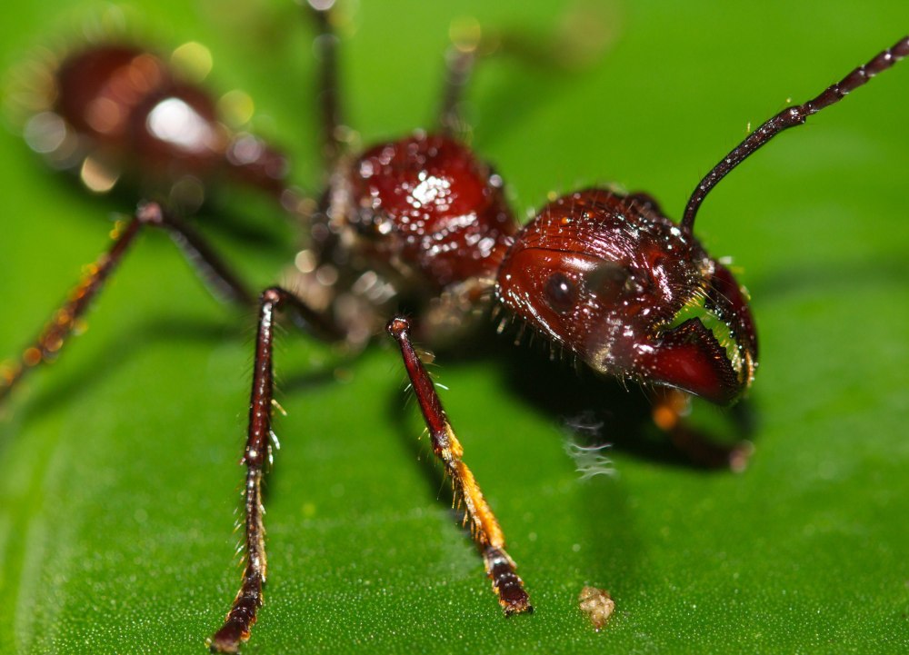 Paraponera clavata
