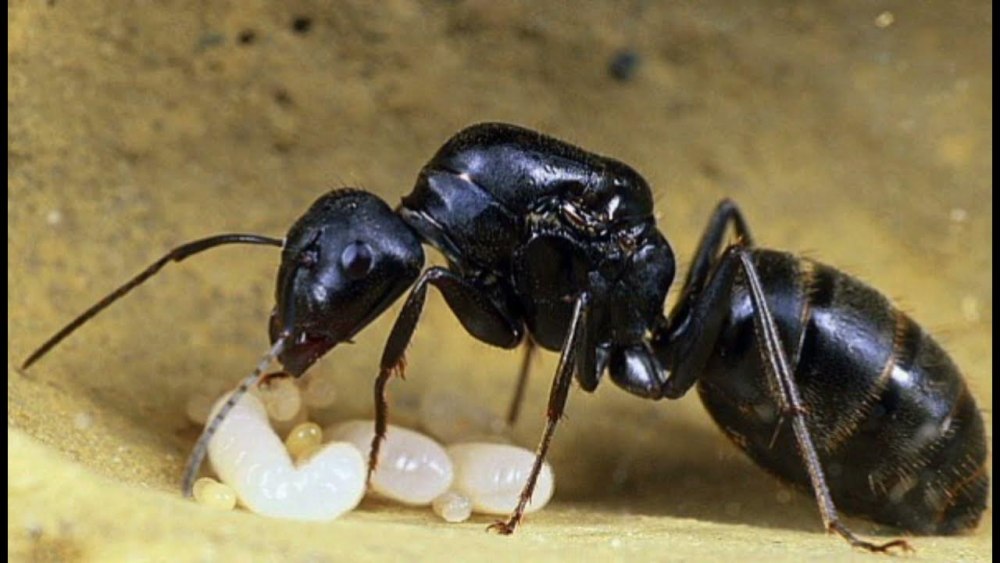 Муравей гигант - Camponotus Vagus