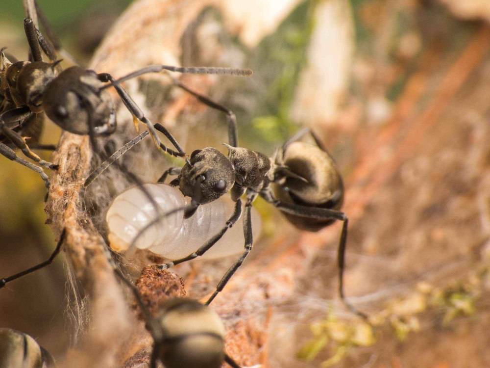 Polyrhachis lamellidens