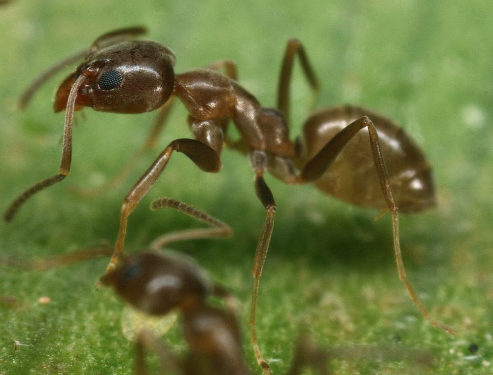 Linepithema humile