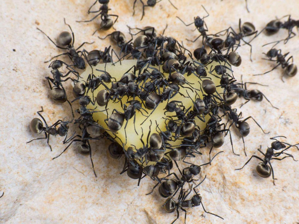 Polyrhachis lamellidens