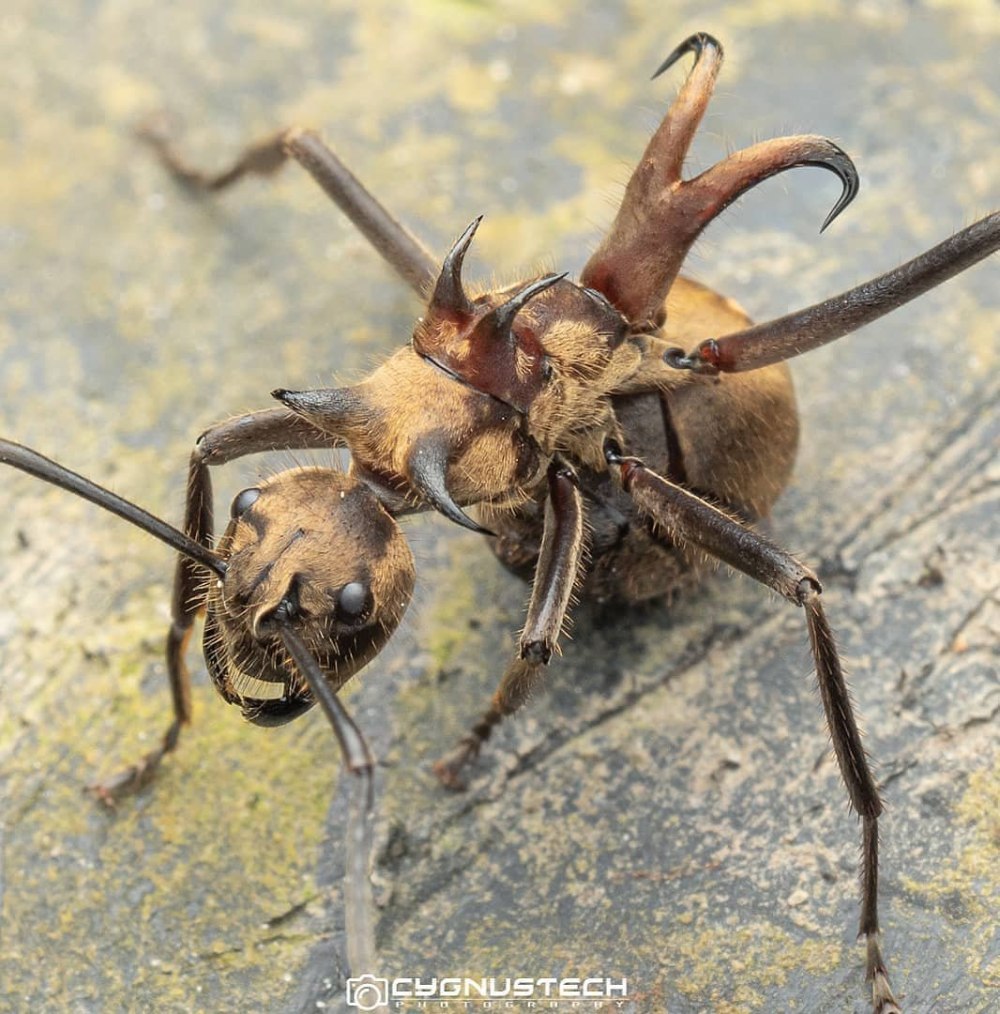 Polyrhachis bihamata муравей
