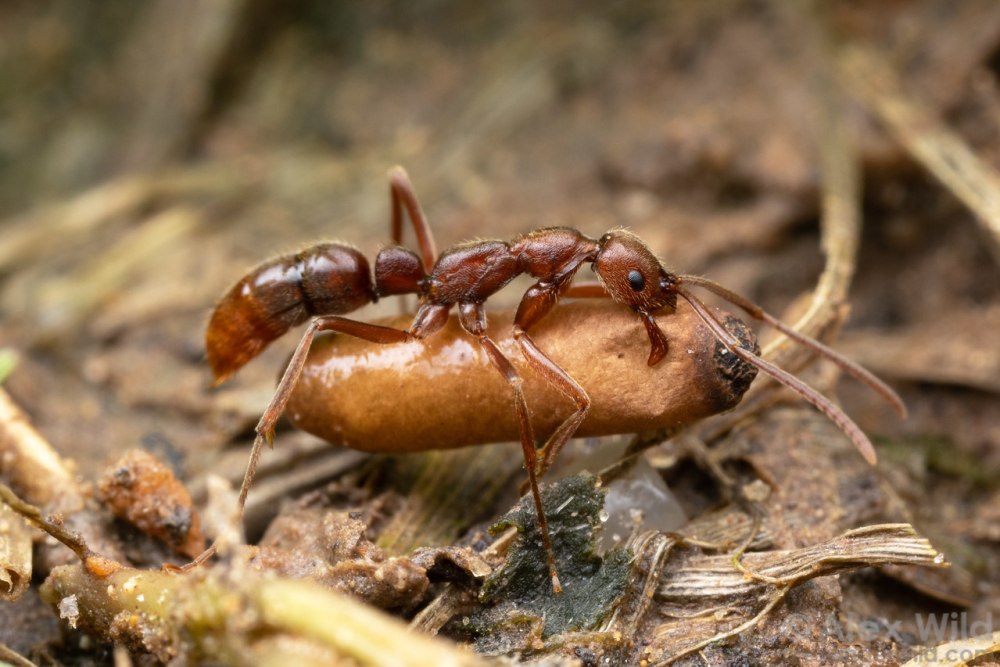 Leptogenys