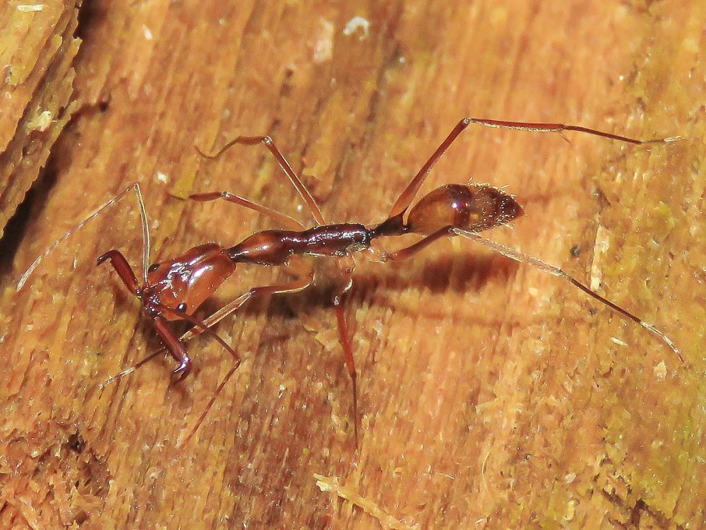 Odontomachus monticola