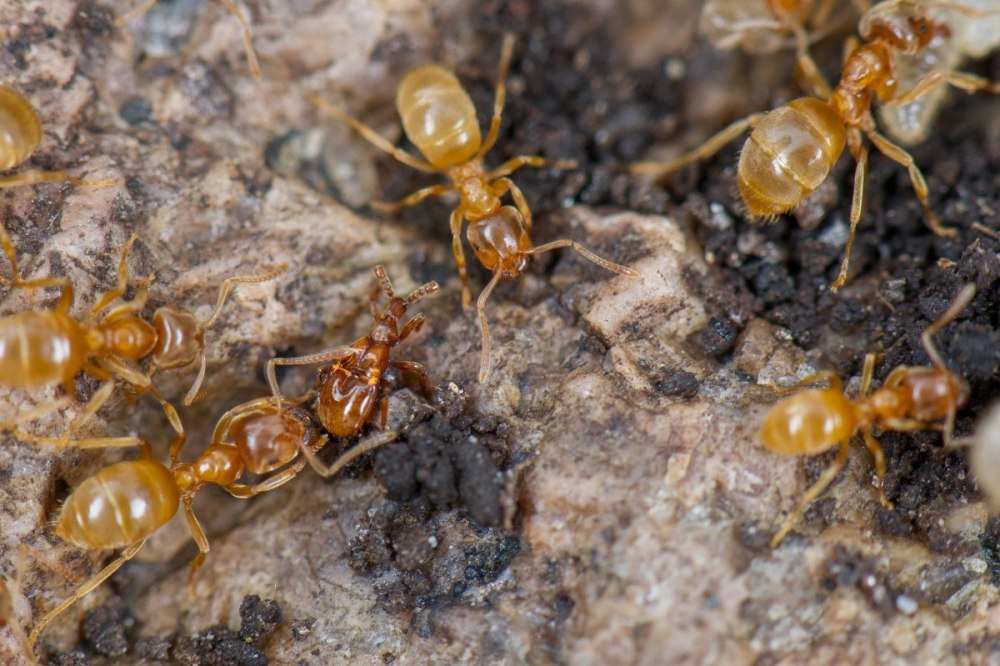 Lasius flavus желтый Земляной муравей