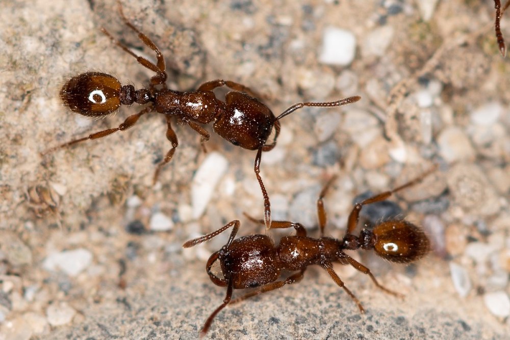 Муравей Strongylognathus