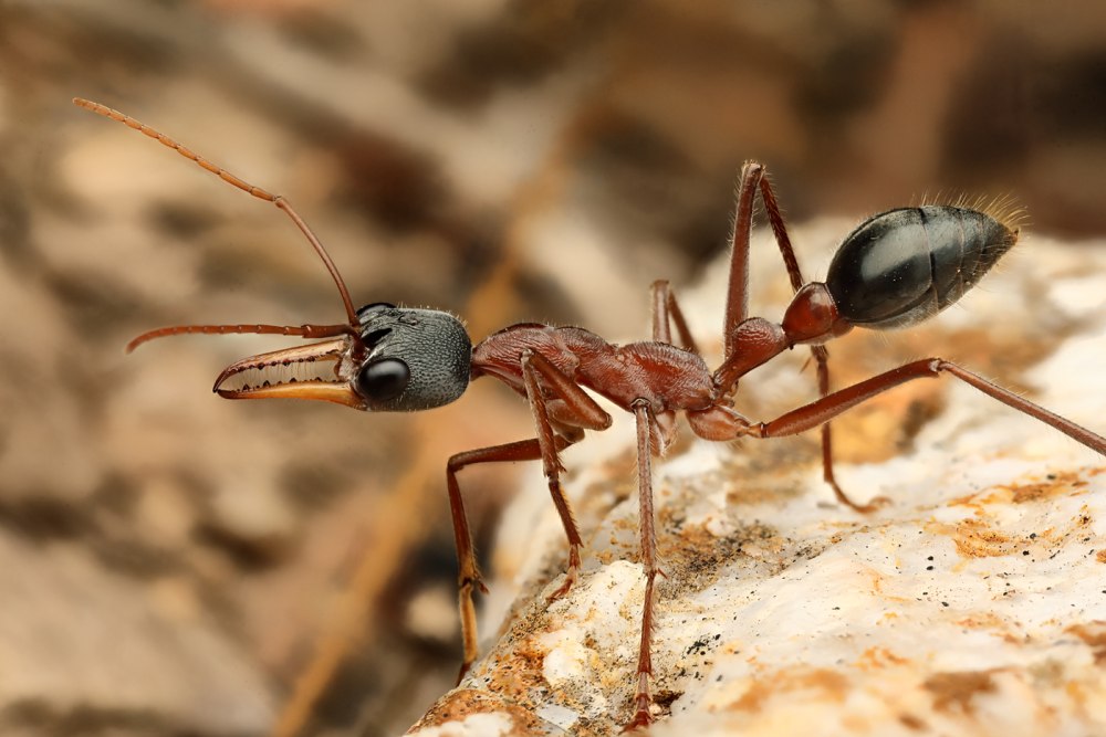 Myrmecia pulchra