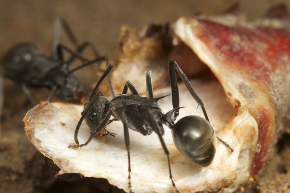 Polyrhachis Thrinax