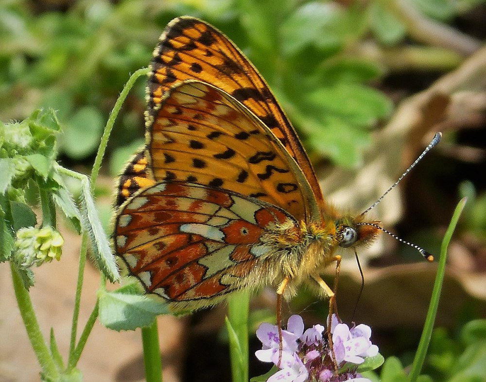 Clossiana Eunomia (Esper, 1799)