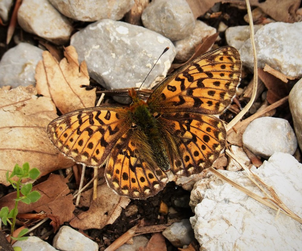 Clossiana Eunomia (Esper, 1799)