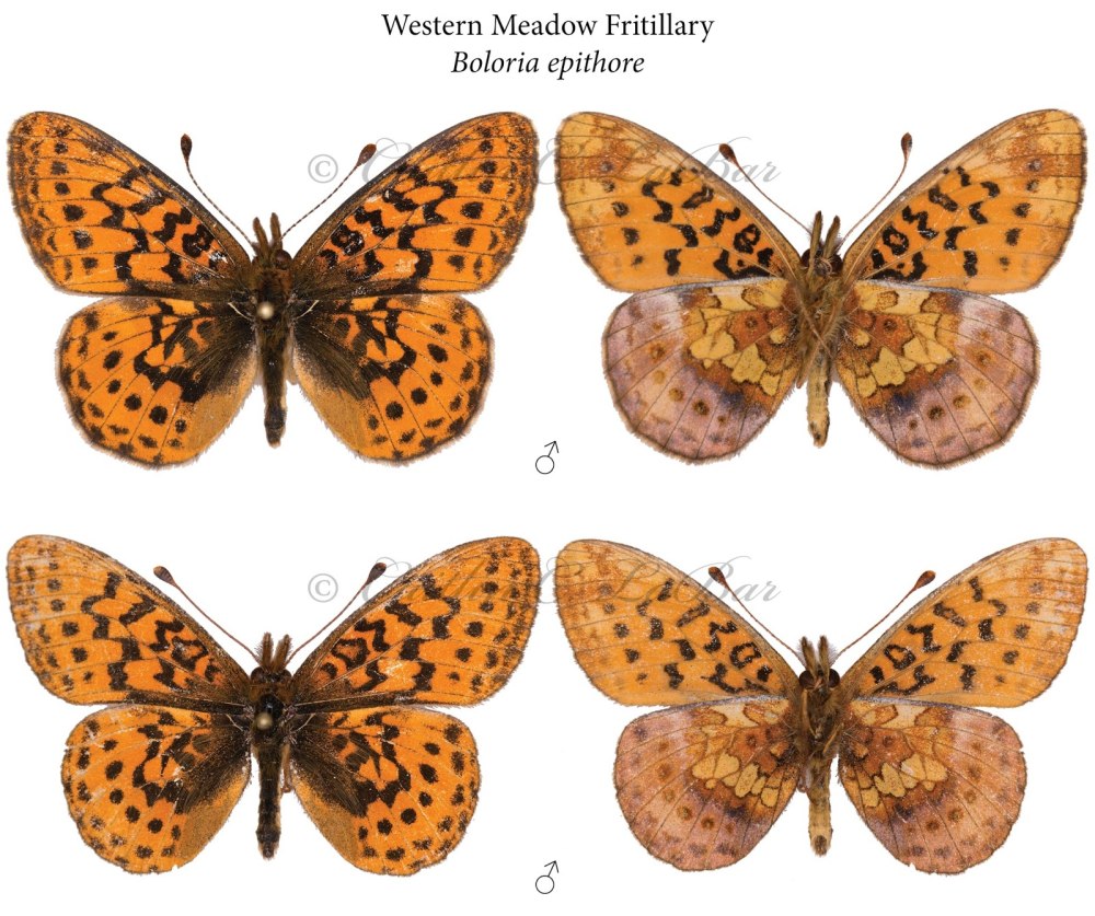 Boloria Frigga