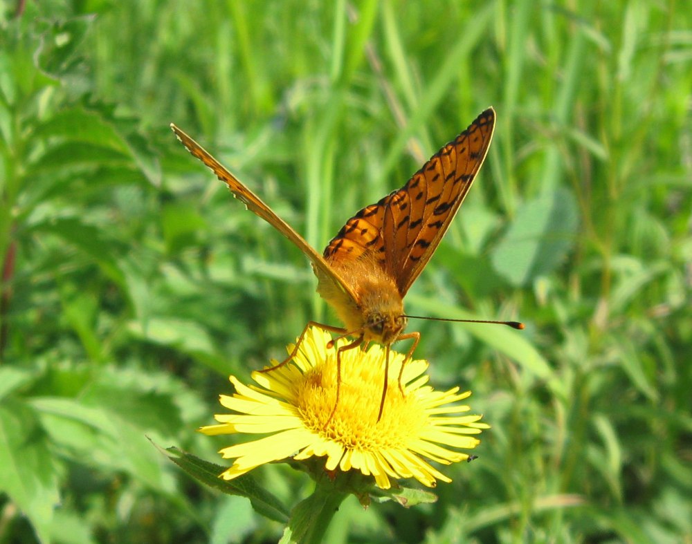 Argynnis Aglaja