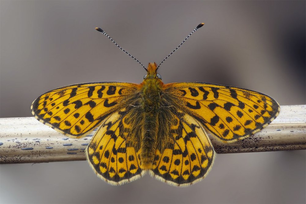 Clossiana Euphrosyne