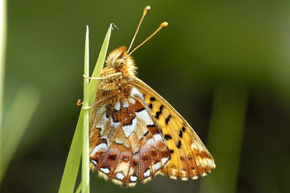 Перламутровка Северная – Boloria aquilonaris (Stichel, 1907)