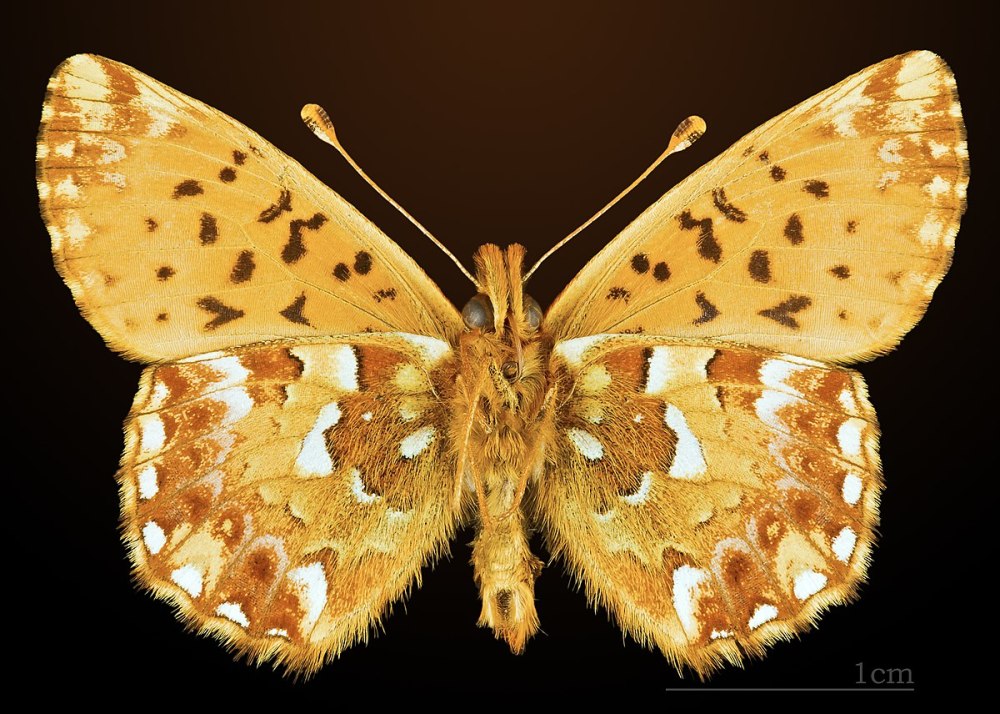 Перламутровка Северная – Boloria aquilonaris (Stichel, 1907)