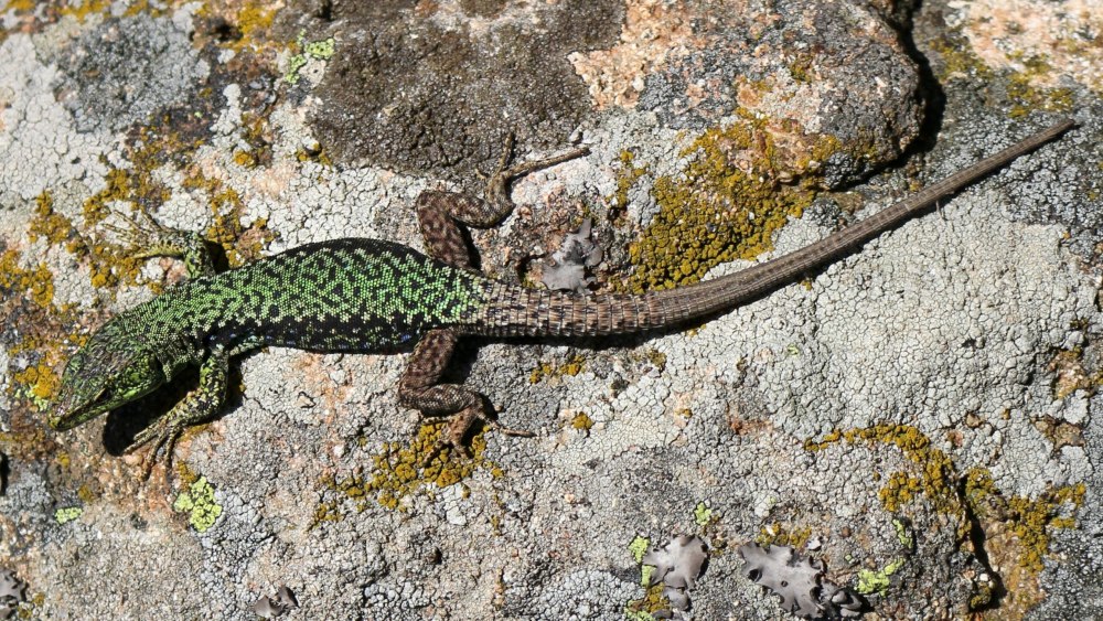 Ящерица Скальная (Darevskia Saxicola)