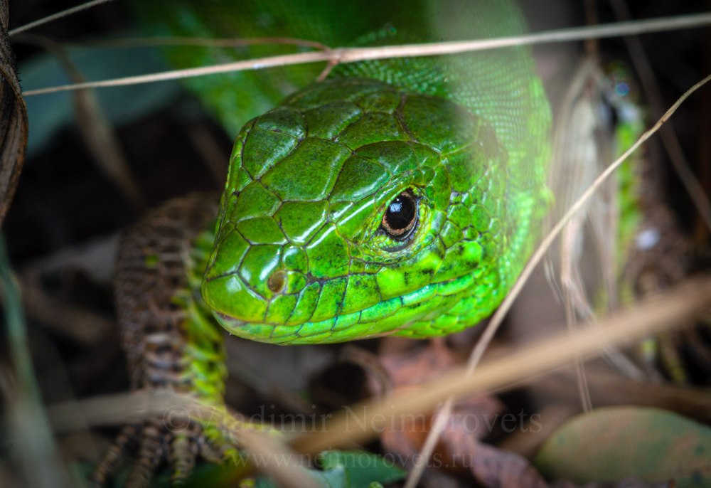 Прыткая ящерица Lacerta Agilis