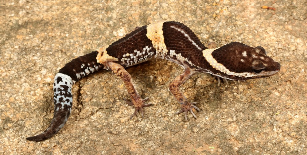Eublepharis pictus