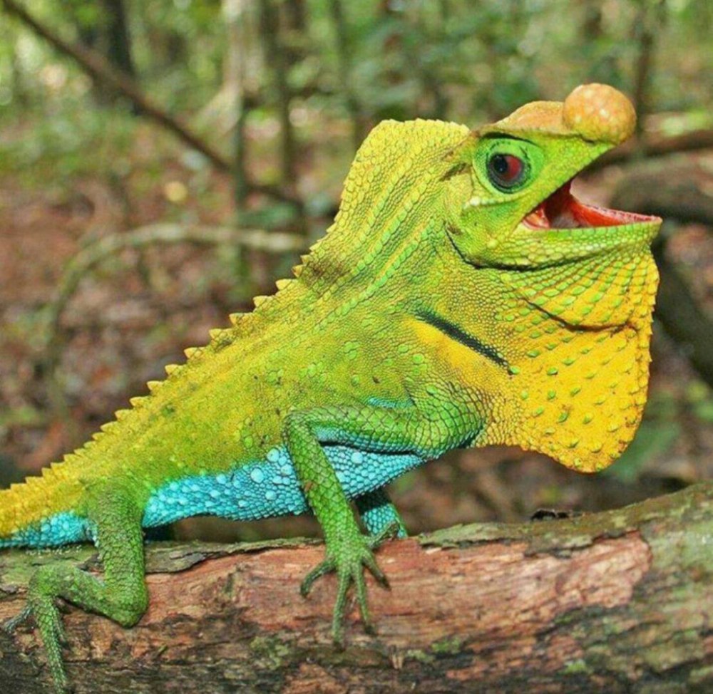 Lyriocephalus scutatus