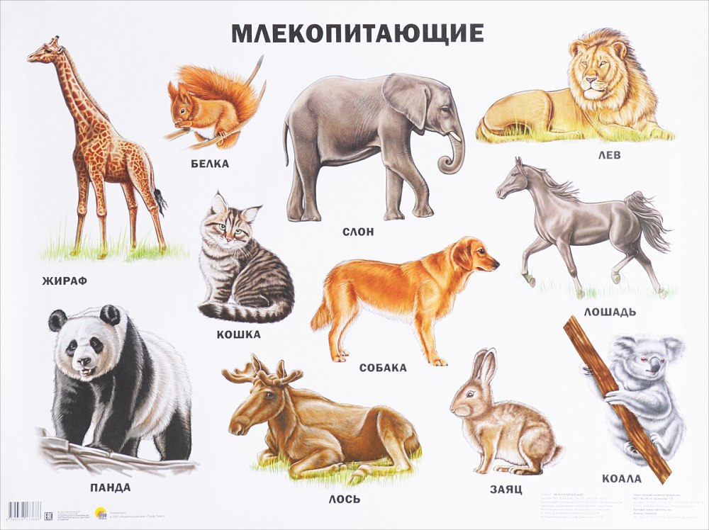 Млекопитающие животные список