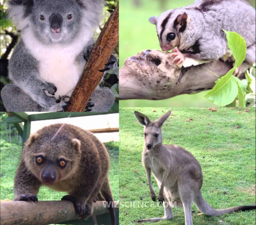 Сумчатые (Marsupialia