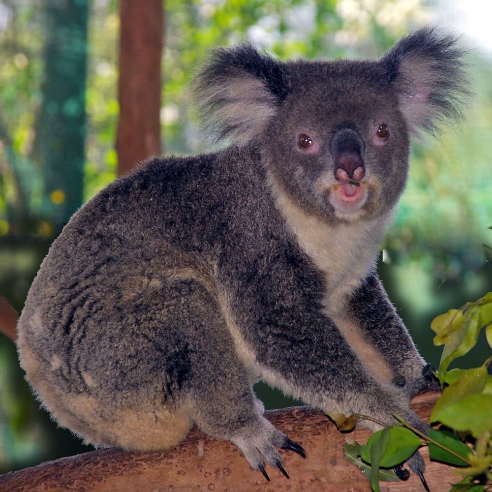Коала сумчатое