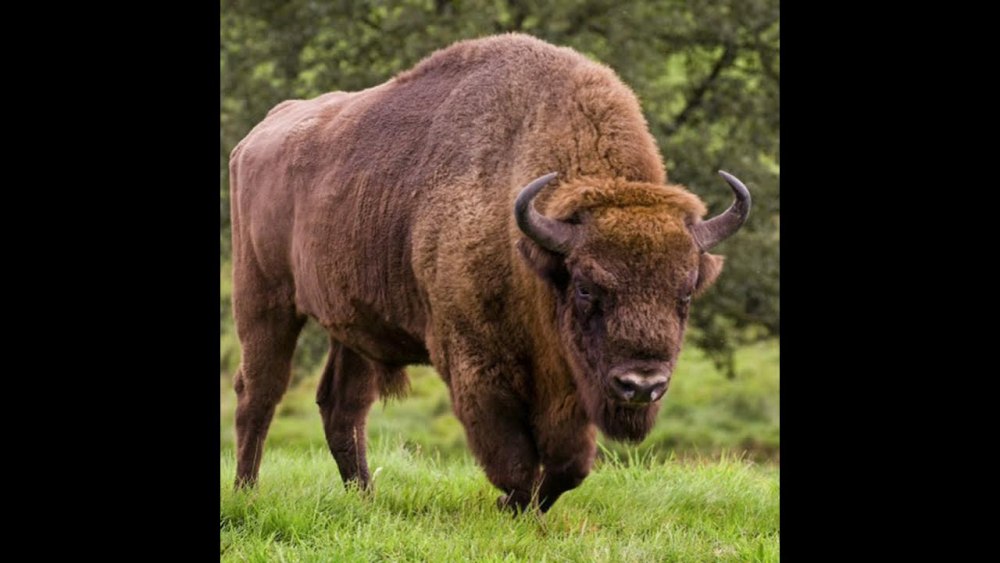 ЗУБР Bison bonasus