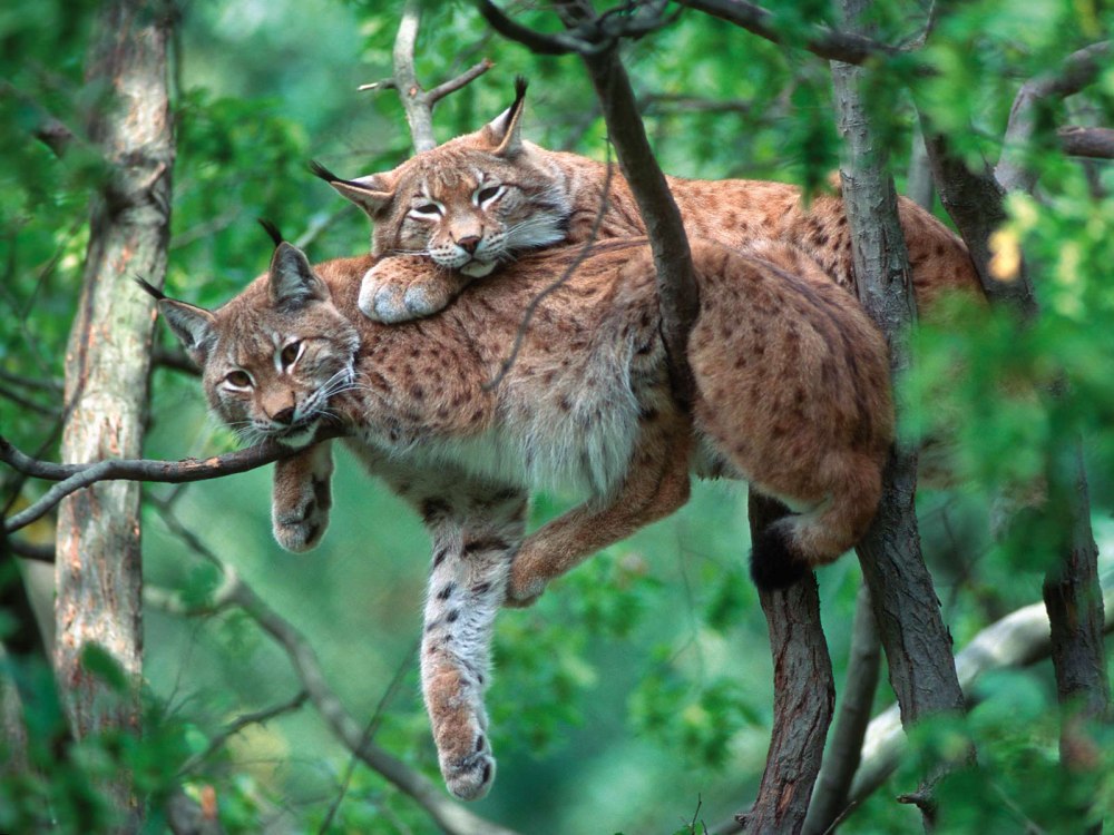 Заповедник баварский лес