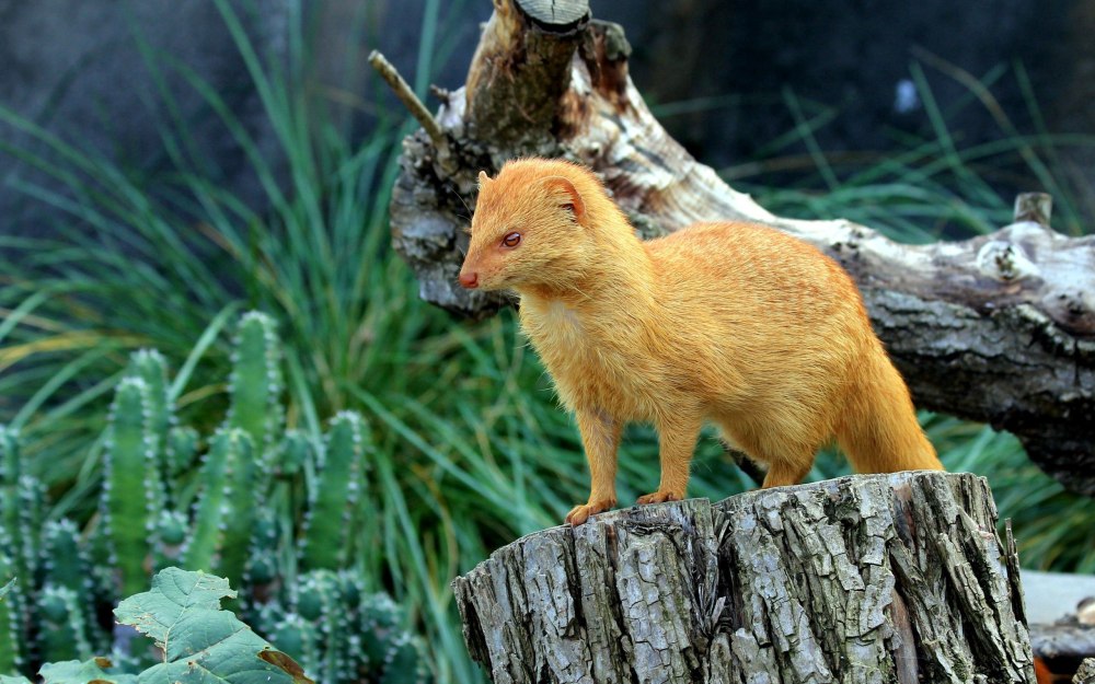 Galerella sanguinea