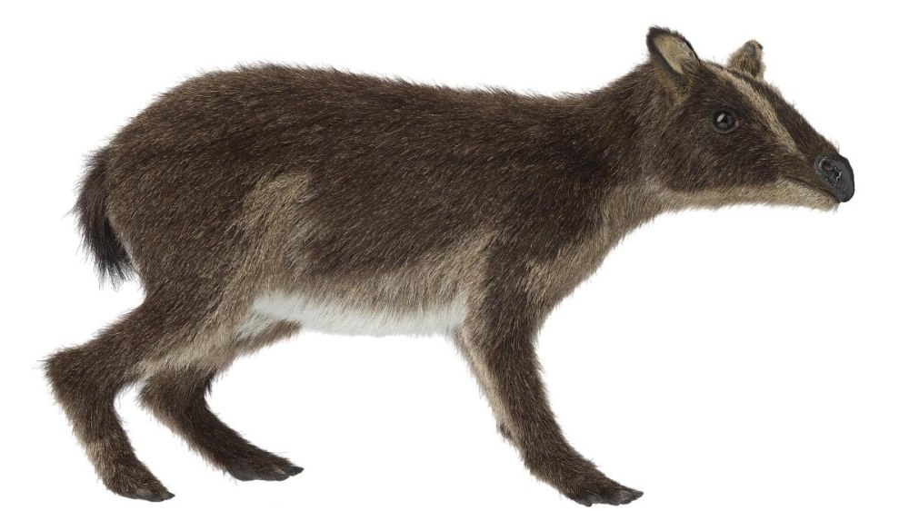 Пропалеотерий (Propalaeotherium)