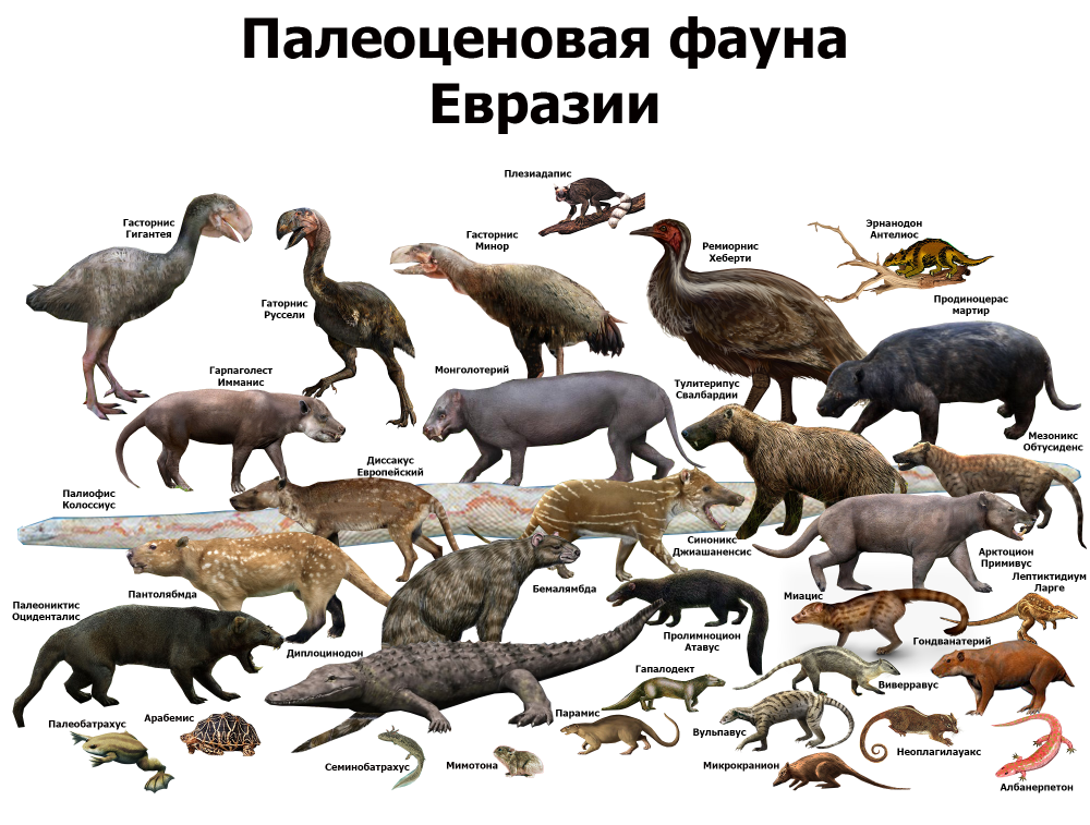 Палеоценовая фауна Северной Америки