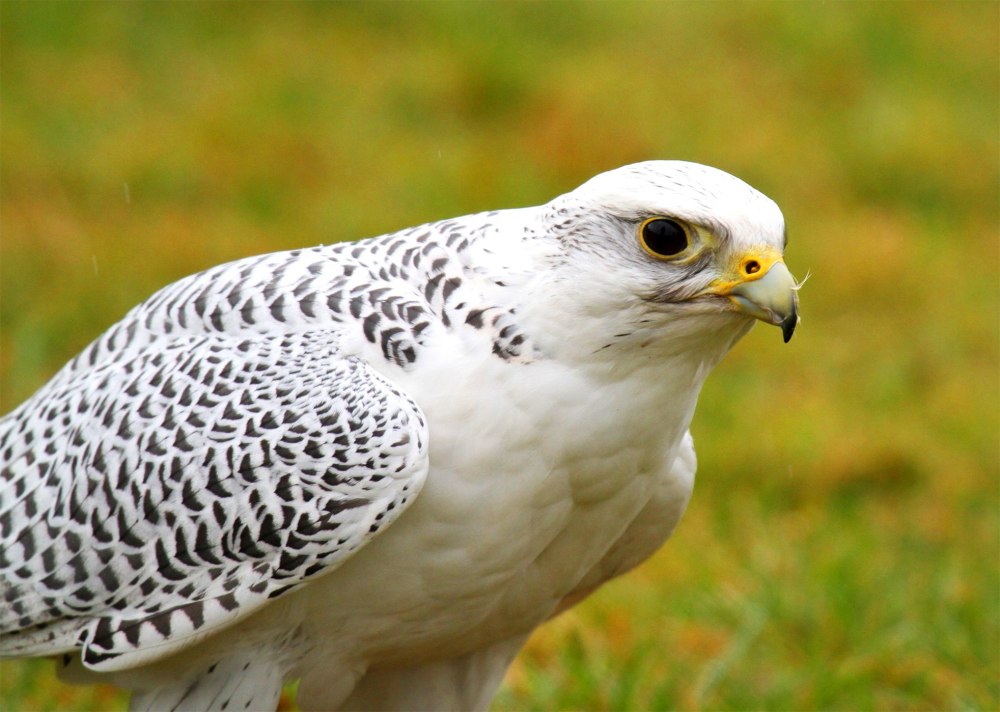 Кречет Falco rusticolus