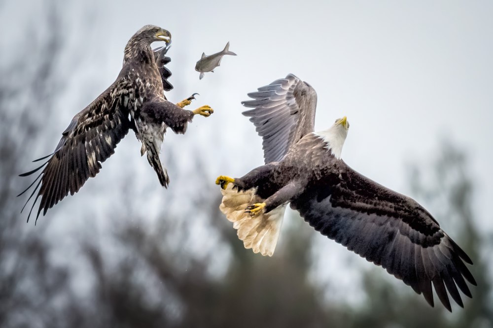 Hawk vs Eagle