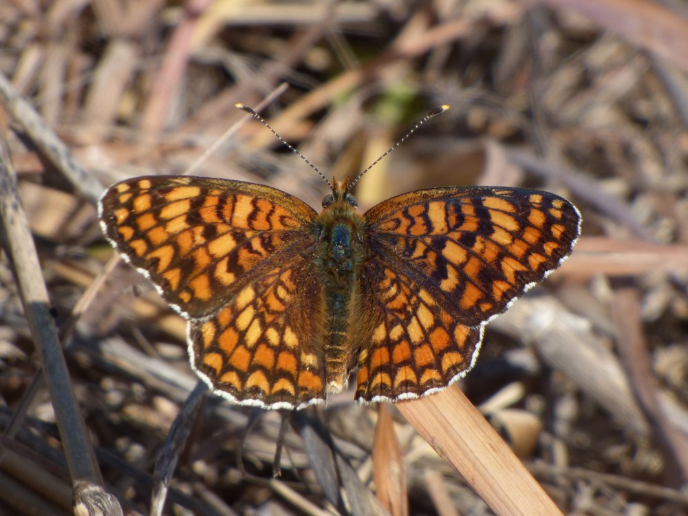 Melitaea Phoebe