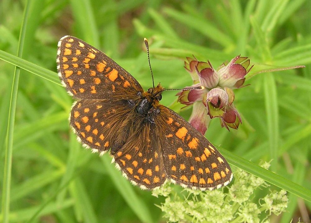 Шашечница Аврелия Melitaea Aurelia Nickerl, 1850