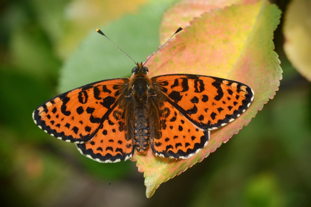 Melitaea Didyma