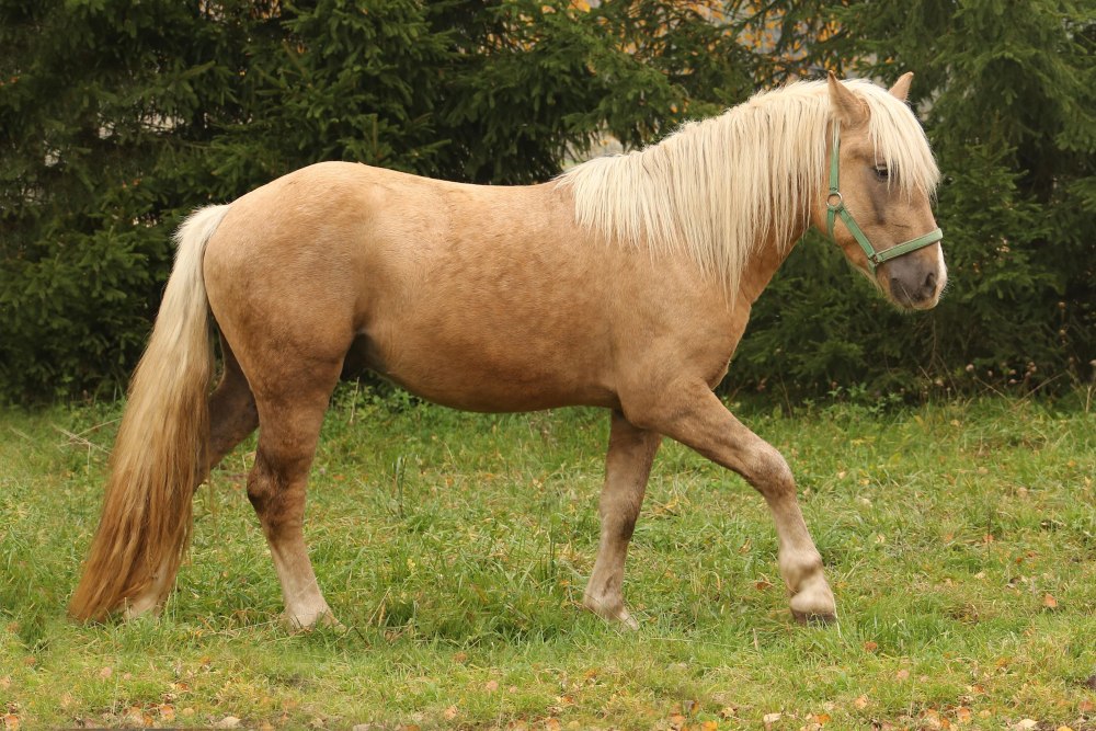 Порода лошадей белорусская упряжная